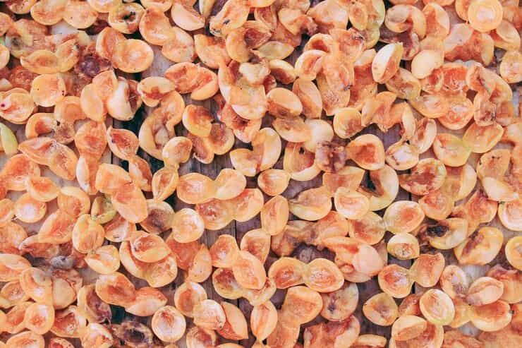 تصویر 3 از خرید و قیمت میوه خشک هلو + فروش عمده